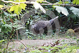 Fantastic beast and where to find them - Polyplectron bicalcaratum/The grey peacock-pheasant photo